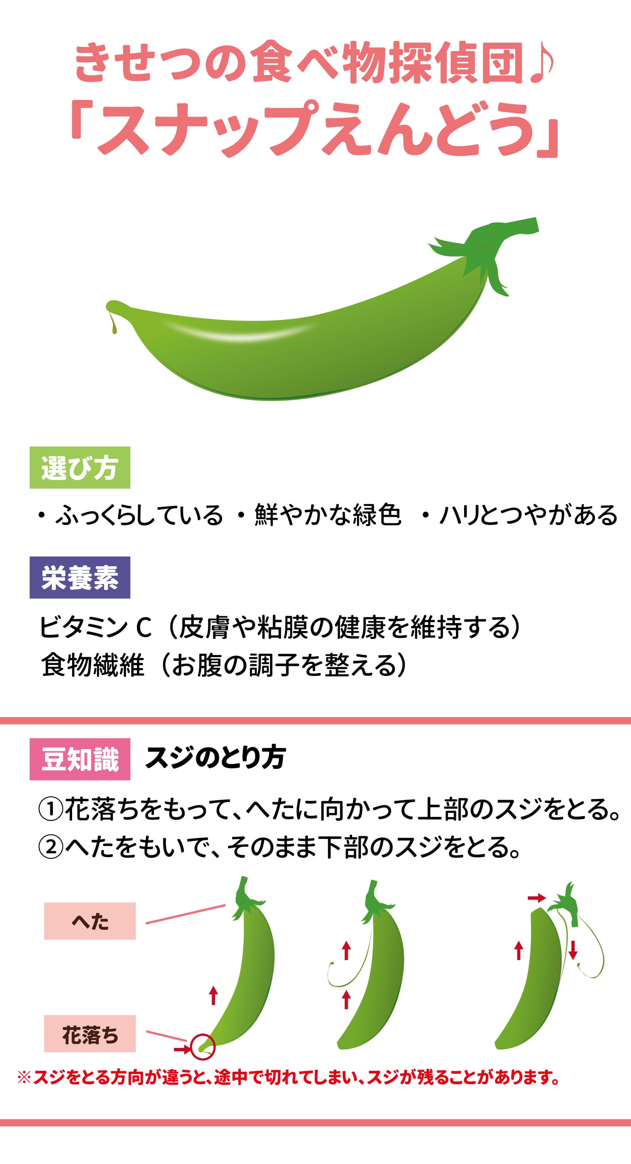 きせつの食べ物探偵団♪ 「スナップえんどう」 選び方：ふっくらしている・鮮やかな緑色 ・ ハリとつやがあ る 栄養素：ビタミン C （皮膚や粘膜の健康を維持する）食物繊維 （お腹の調子を整える） 豆知識：スジのとり ①花落ちをもって、へたに向かって上部のスジをとる。 ②へたをもいで、そのまま下部のスジをとる。 ※スジをとる方向が違うと、途中で切れてしまい、スジが残ることがあります。