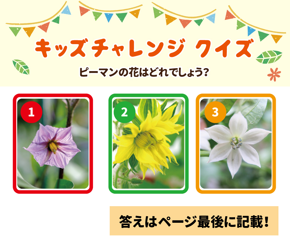 キッズチャレンジクイズ ピーマンの花はどれでしょう？