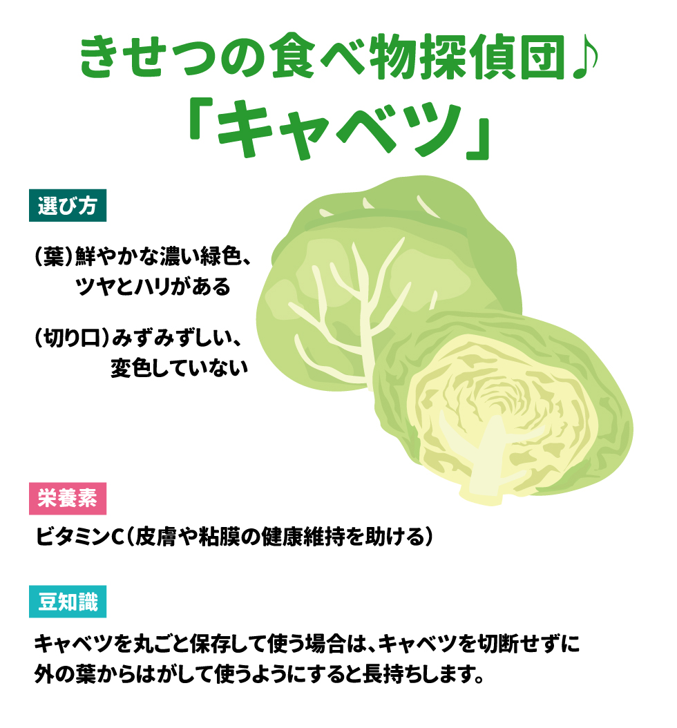 きせつの食べ物探偵団　「キャベツ」 選び方：　（葉）鮮やかな濃い緑色、ツヤとハリがある　　（切り口）みずみずしい、変色していない 栄養素：　ビタミンC（皮膚や粘膜の健康維持を助ける）　 豆知識：　キャベツを丸ごと保存して使う場合は、キャベツを切断せずに外の葉からはがして使うようにすると長持ちします。 つくろう　食べよう　お料理大好き！