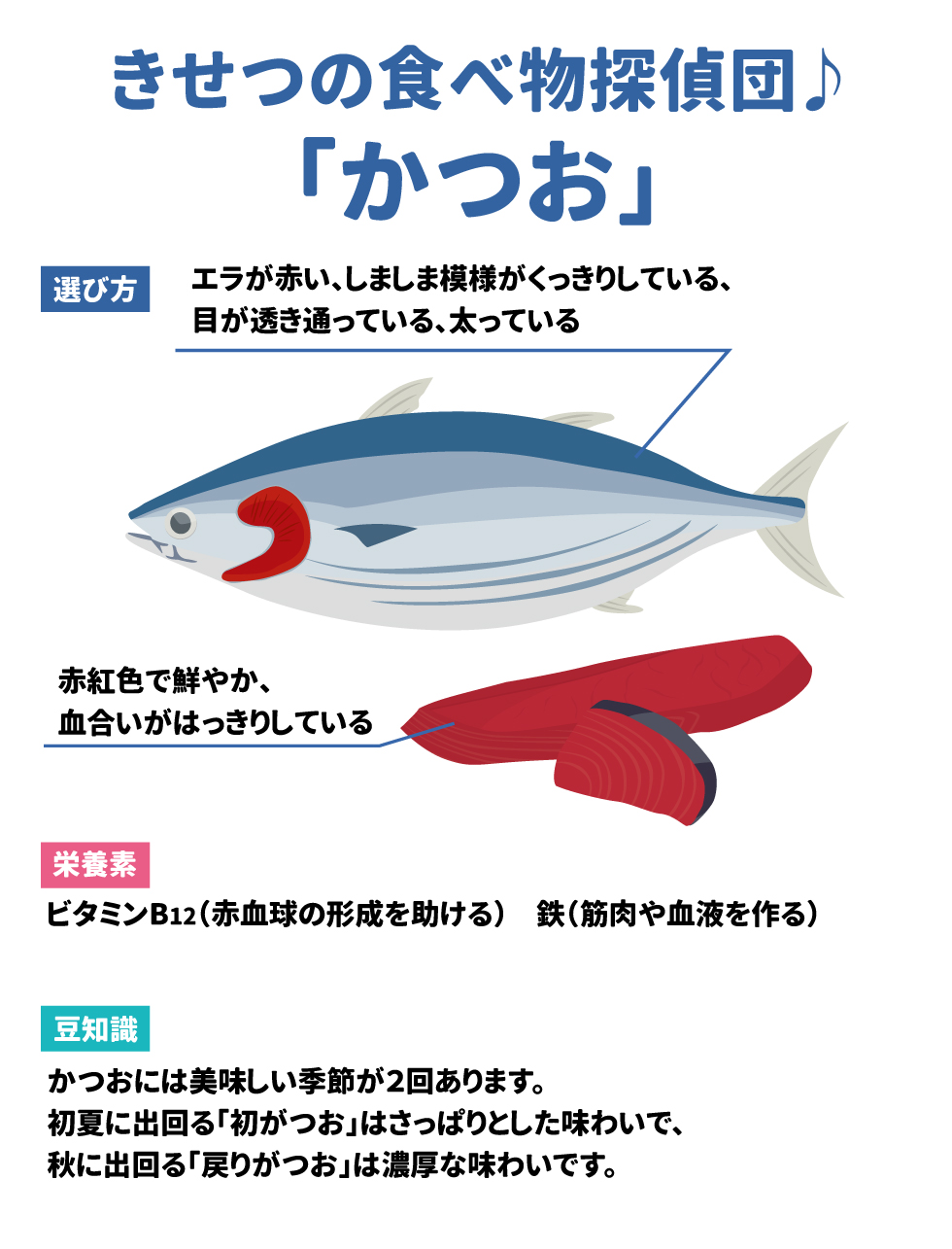 季節の食べ物探偵団♪ 選び方 エラが赤い、しましま模様がくっきりしている、目が透き通っている。太っている 赤紅色で鮮やか、血合いがはっきりしている  栄養素 ビタミンB１２（赤血球の形成を助ける） 鉄（筋肉や血液を作る）  豆知識 かつおにはおいしい季節が2回あります。 初夏に出回る「初がつお」はさっぱりとした味わいです、秋に出回る「戻りがつお」は濃厚な味わいです。