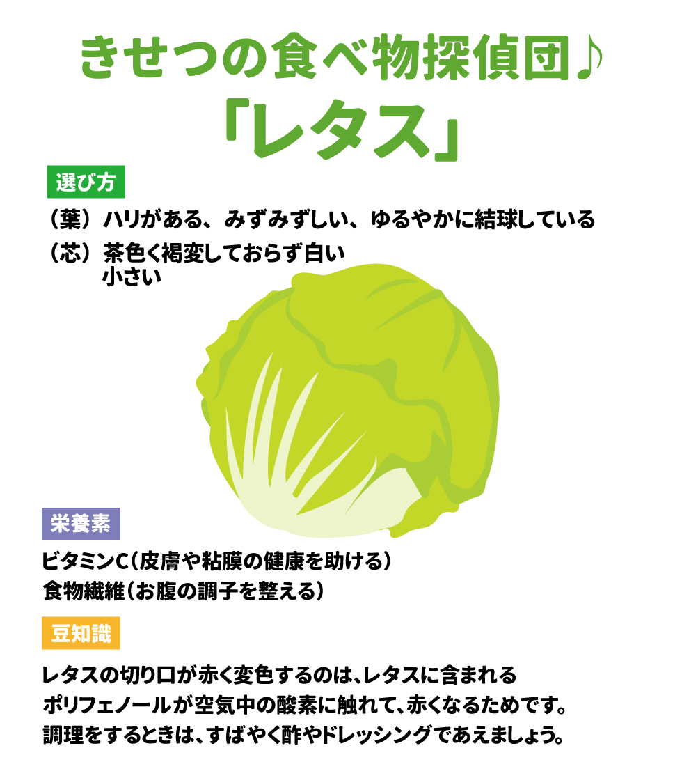 きせつの食べ物探偵団♪選び方  (葉) ハリがある みずみずしい ゆるやかに結球している (芯) 茶色く褐変しておらず白い 小さい * 栄養素 「レタス」 ビタミンC(皮膚や粘膜の健康を助ける) 食物繊維(お腹の調子を整える) 豆知識 レタスの切り口が赤く変色するのは、レタスに含まれるポリフェノールが空気中の酸素に触れて、赤くなるためです。調理をするときは、すばやく酢やドレッシングであえましょう。