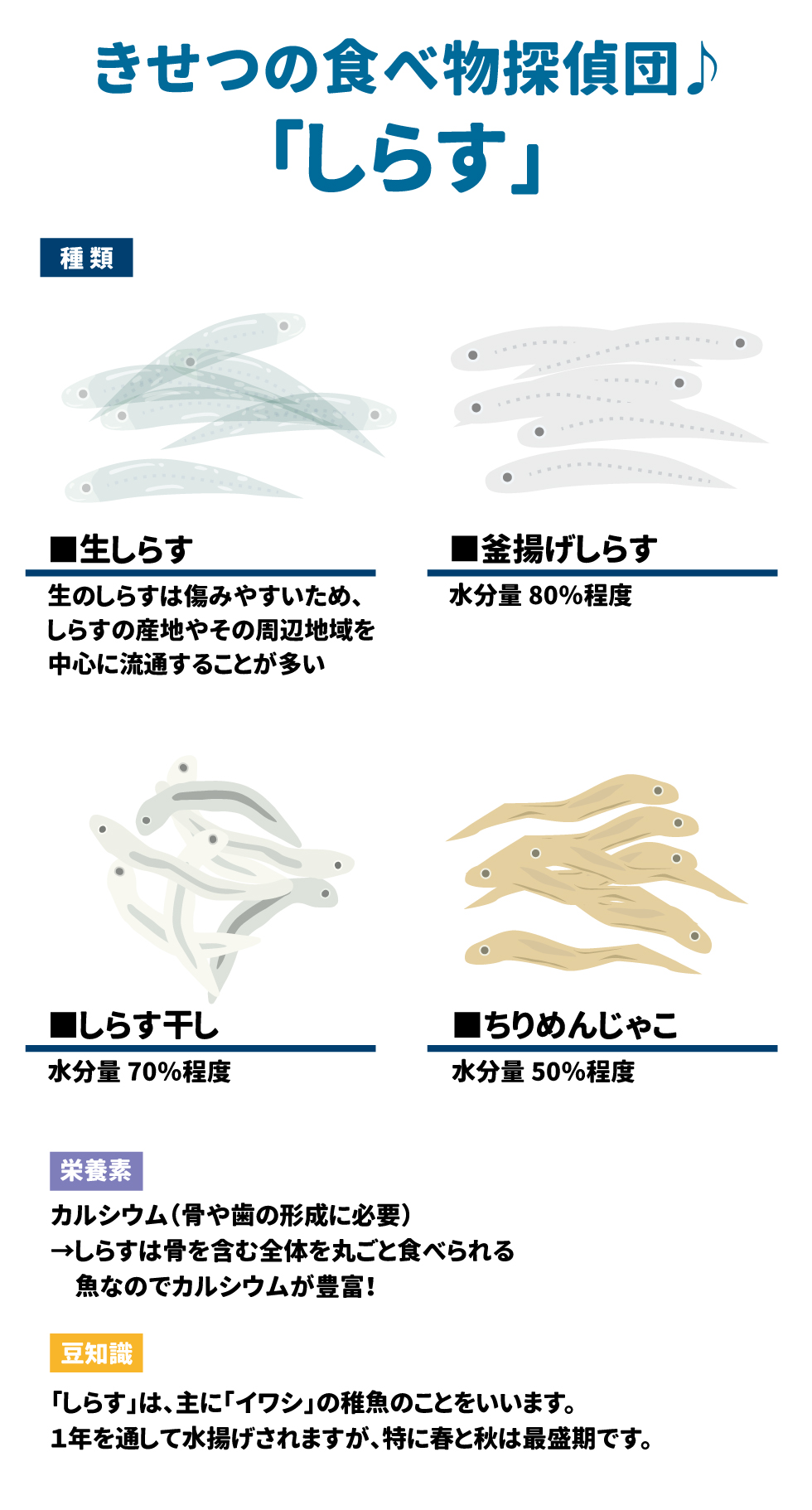 15 きせつの食べ物探偵団♪「しらす」 16 &bull;	豆知識: 主に「イワシ」の稚魚のことで、特に春と秋が最盛期です。 17 &bull;	栄養素: カルシウムが豊富です。骨を含む全体を丸ごと食べられるため、骨や歯の形成に役立ちます。 18 &bull;	種類: &bull;	生しらす：傷みやすいため産地周辺で流通。 19 &bull;	釜揚げしらす：水分量80%程度。 20 &bull;	しらす干し：水分量70%程度。 21 &bull;	ちりめんじゃこ：水分量50%程度。