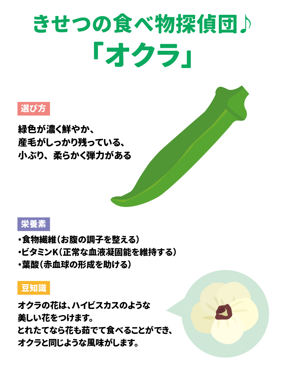 &bull;	きせつの食べ物探偵団♪「オクラ」: 28 &bull;	選び方: 緑色が濃く鮮やか、産毛がしっかり残っている、小ぶり、柔らかく弾力があるもの。 29 &bull;	栄養素: 食物繊維（お腹の調子を整える）、ビタミンK（正常な血液凝固能を維持する）、葉酸（赤血球の形成を助ける）。 30 &bull;	豆知識: オクラはアオイ科で、ハイビスカスのような美しい花をつけます。とれたてなら花も茹でて食べることができ、オクラと同じような風味がします。