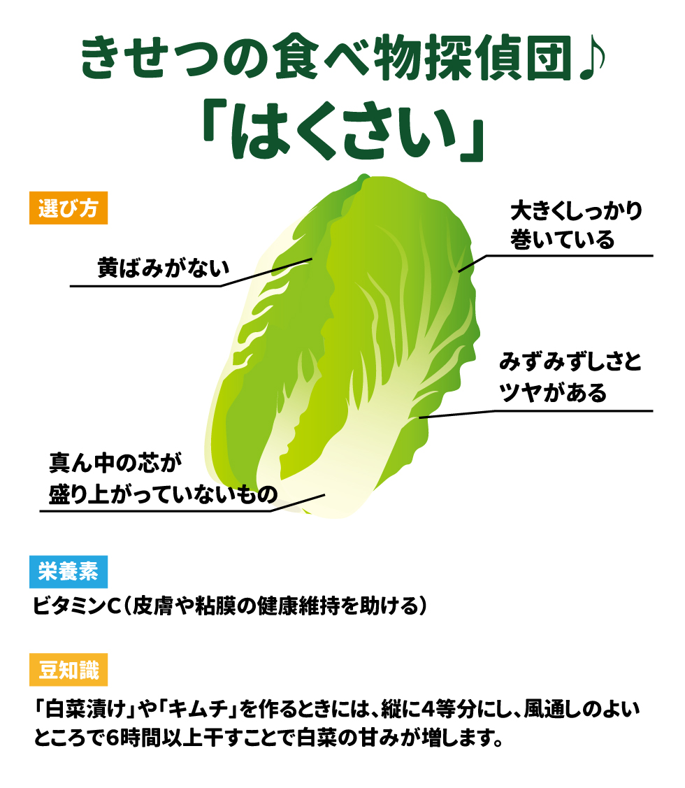 きせつの食べ物探偵団「はくさい」 選び方 黄ばみがない　 大きくしっかり巻いている　 みずみずしさとツヤがある　 真ん中の芯が盛り上がっていないもの  栄養価 ビタミンC(皮膚や粘膜の健康維持を助ける) 豆知識 「白菜漬け」や「キムチ」を作るときには、縦に4等分にし、風通しのよいところで6時間以上干すことで白菜の甘みが増します。