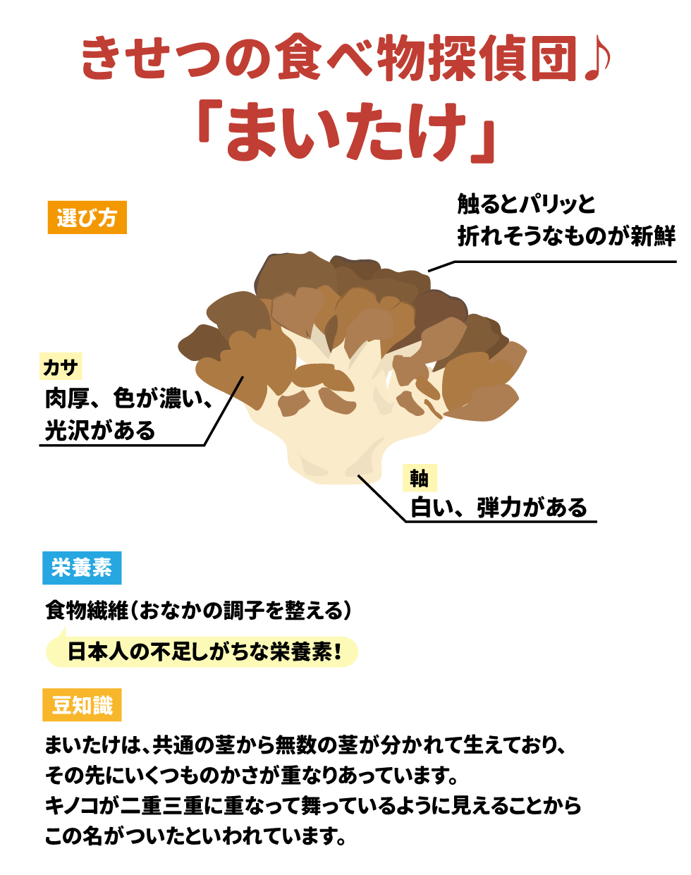 モグちゃんと一緒に学ぼう! 子ども食育  モグちゃんの食育ぬりえや「手洗い」について学べる情報はこちら!  ©2025 シダックス栄養士会 No.2509  季節の食べ物探偵団♪ 「まいたけ」  選び方  カサ: 肉厚、色が濃い、光沢がある 軸: 白い、弾力がある 触るとパリッと折れそうなものが新鮮です。 栄養素  食物繊維(おなかの調子を整える) 日本人の不足しがちな栄養素です。 豆知識  まいたけは、共通の茎から無数の茎が分かれて生えており、その先にいくつものかさが重なりあっています。  キノコが二重三重に重なって舞っているように見えることから、この名がついたといわれています。