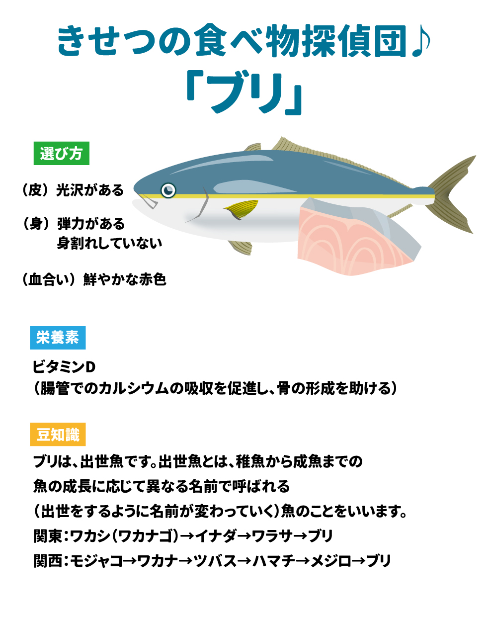 🐟 きせつの食べ物探偵団♪ 27 ブリ 28 項目	詳細 選び方 29	* (皮) 光沢がある 30 * (身) 弾力がある 31 * 身割れしていない 32 * (血合い) 鮮やかな赤色 33 栄養素 34	ビタミン D 35（腸管でのカルシウムの吸収を促進し、骨の形成を助ける） 36 豆知識 37	ブリは、出世魚です 38。出世魚とは、稚魚から成魚までの魚の成長に応じて異なる名前で呼ばれる（出世をするように名前が変わっていく）魚のことをいいます 39。 呼び名	* 関東: ワカシ（ワカナゴ）→ イナダ → ワラサ → ブリ 40 * 関西: モジャコ → ワカナ → ツバス → ハマチ → メジロ → ブリ 41