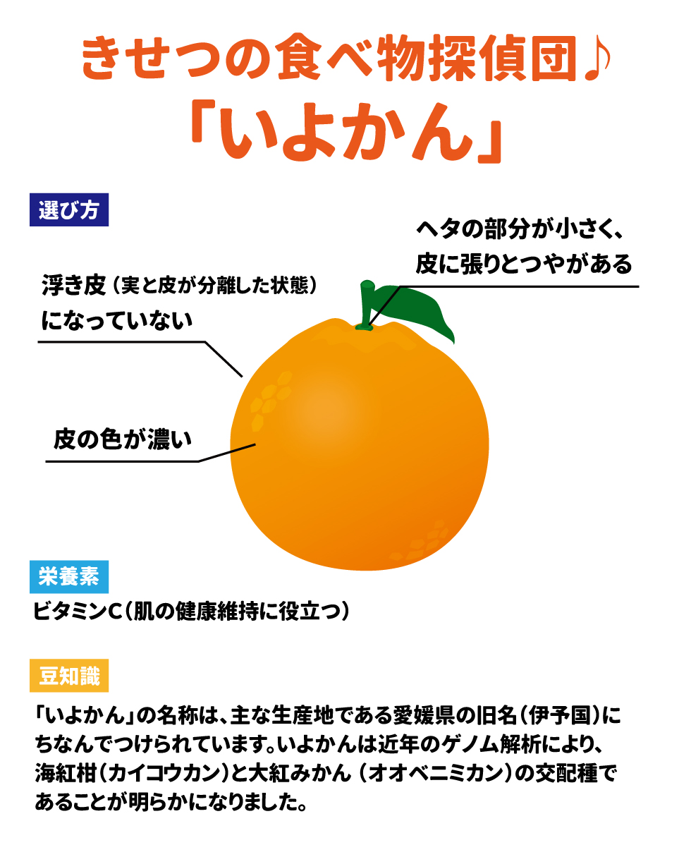 きせつの食べ物探偵団♪「いよかん」 選び方 浮き皮(実と皮が分離した状態)になっていない 皮の色が濃い ヘタの部分が小さく、皮に張りとつやがある 栄養価 ビタミンC(肌の健康維持に役立つ) 豆知識 「いよかん」の名称は、主な産地である愛媛県の旧名(伊予国)にちなんでつけられています。いよかんは近年のゲノム解析により、海紅柑(カイコウカン)と大紅みかん(オオベニミカン)の交配種であることが明らかになりました。 つくろう食べようお料理大好き！