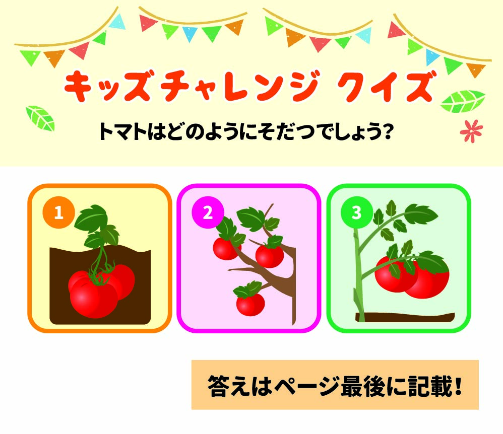 キッズチャレンジ クイズ トマトはどのようにそだつでしょう? モグちゃんと一緒に学ぼう! 子ども食育 モグちゃんの食育ぬりえや「うどん」について学べる情報はこちら! SHIDAX 未来の子供たちのために ©2025 シダックス栄養士会 No.2507