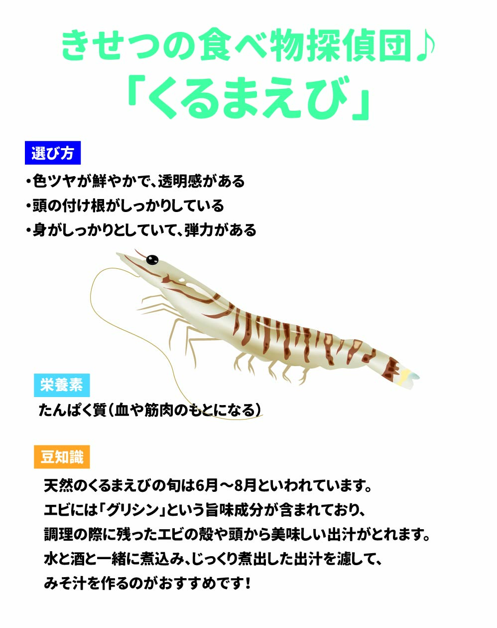 きせつの食べ物探偵団♪ 「くるまえび」 選び方 •	色ツヤが鮮やかで、透明感がある  •	頭の付け根がしっかりしている  •	身がしっかりとしていて、弾力がある  栄養素 たんぱく質(血や筋肉のもとになる)  豆知識 天然のくるまえびの旬は6月~8月といわれています。 エビには「グリシン」という旨味成分が含まれており、調理の際に残ったエビの殻や頭から美味しい出汁がとれます。 水と酒と一緒に煮込み、じっくり煮出した出汁を濾して、みそ汁を作るのがおすすめです! 