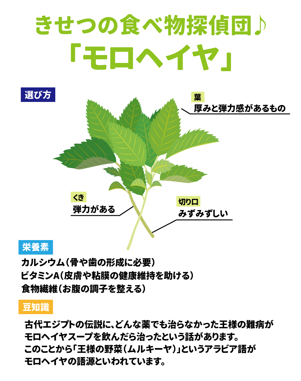 きせつの食べ物探偵団♪「モロヘイヤ」  選び方  •	葉: 厚みと弾力感があるもの  •	茎: 弾力がある  •	切り口: みずみずしい  栄養素  •	カルシウム: 骨や歯の形成に必要です 。 •	ビタミンA: 皮膚や粘膜の健康維持を助けます 。 •	食物繊維: お腹の調子を整えます 。 豆知識  古代エジプトの伝説では、どんな薬でも治らなかった王様の難病がモロヘイヤスープを飲んだら治ったという話があります 。このことから、「王様の野菜（ムルキーヤ）」というアラビア語がモロヘイヤの語源といわれています 。